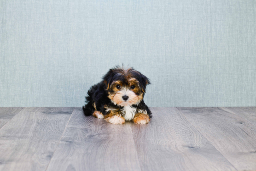 Best Morkie Baby