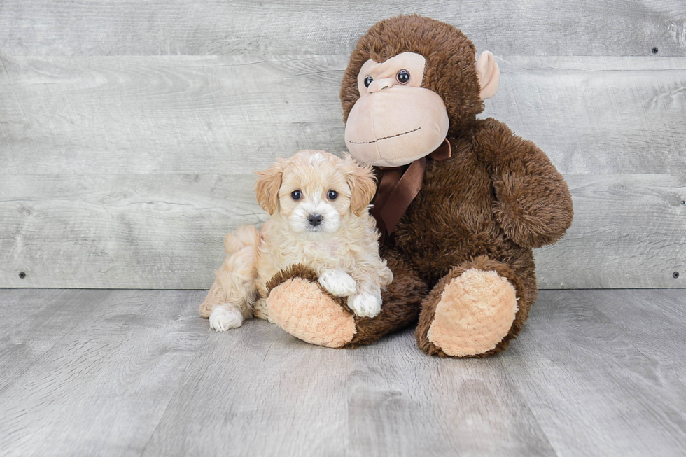 Cavapoo Puppy for Adoption