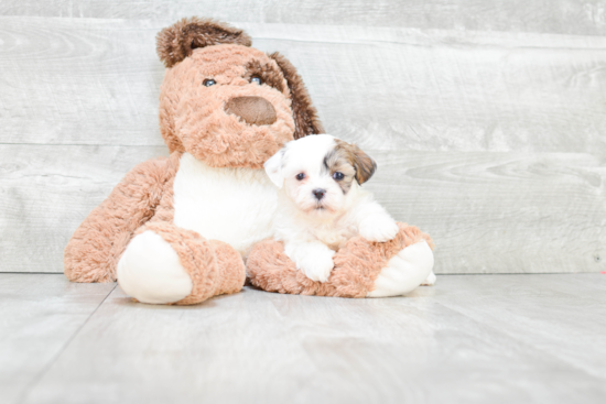 Hypoallergenic Shichon Designer Puppy