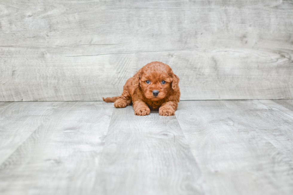 Petite Cavapoo Poodle Mix Pup