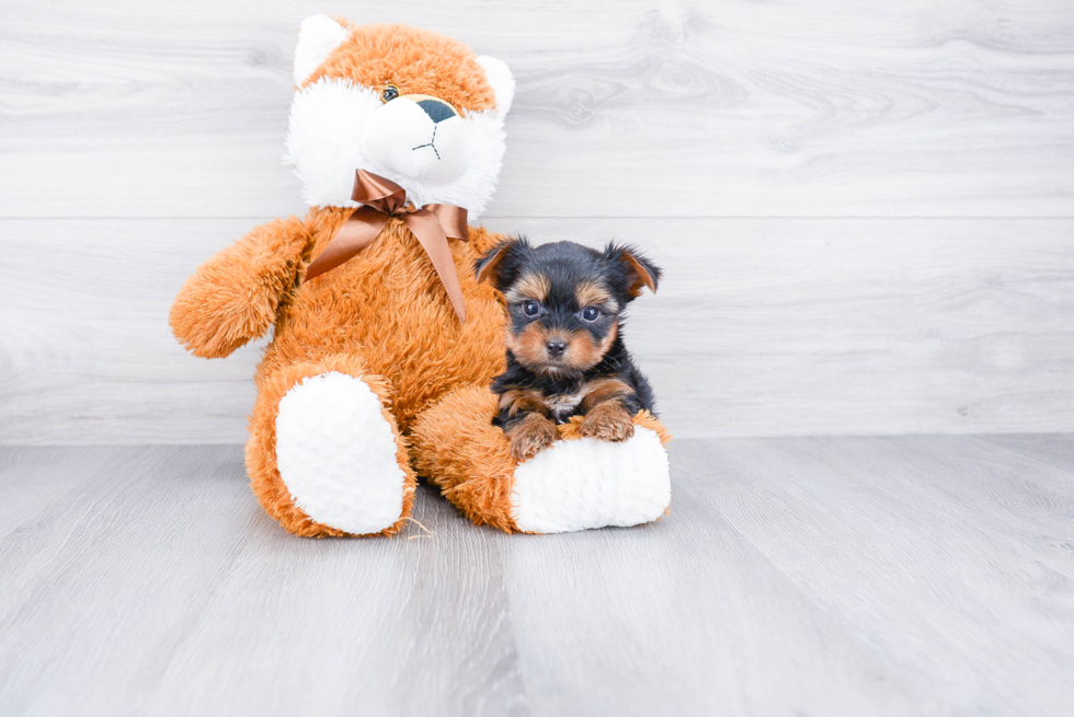 Meet Rascal - our Yorkshire Terrier Puppy Photo 