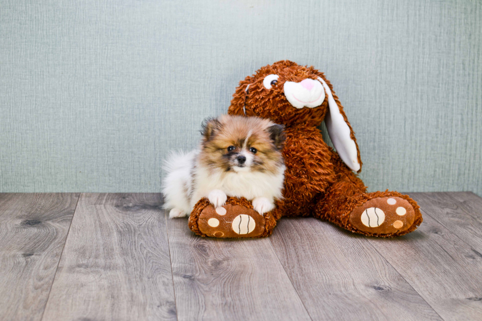 Hypoallergenic Pomeranian Baby