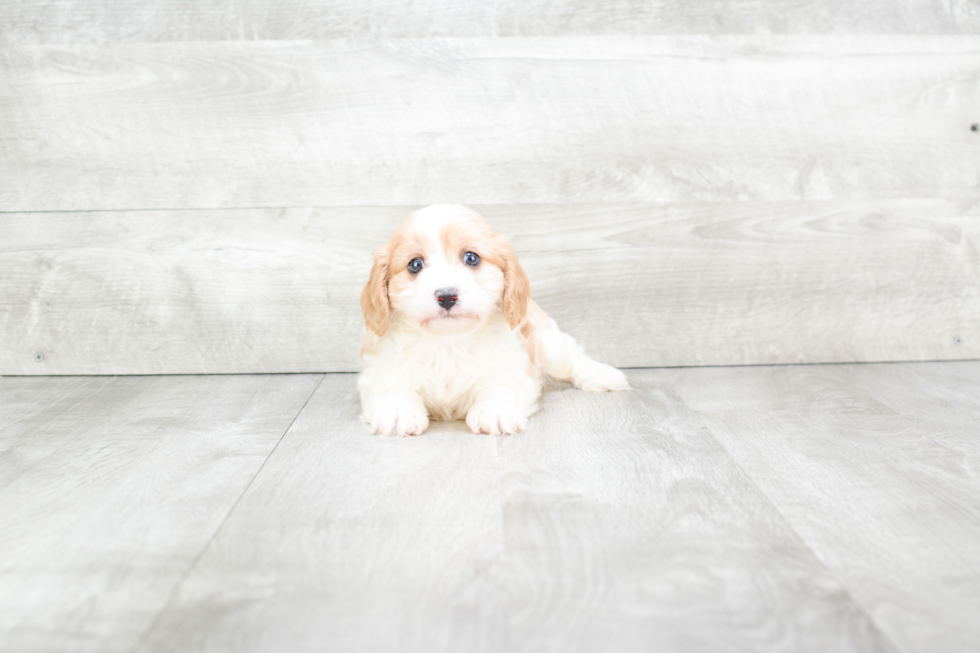 Best Cavachon Baby