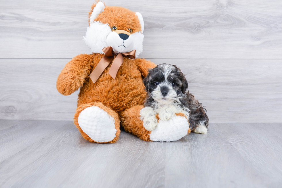Teddy Bear Puppy for Adoption