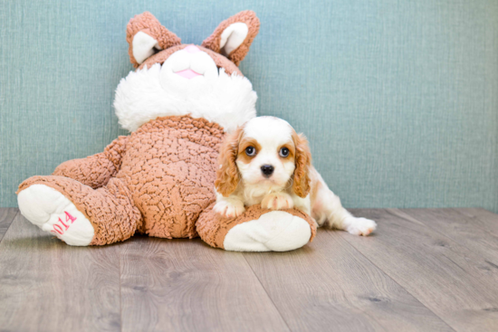 Funny Cavalier King Charles Spaniel Baby