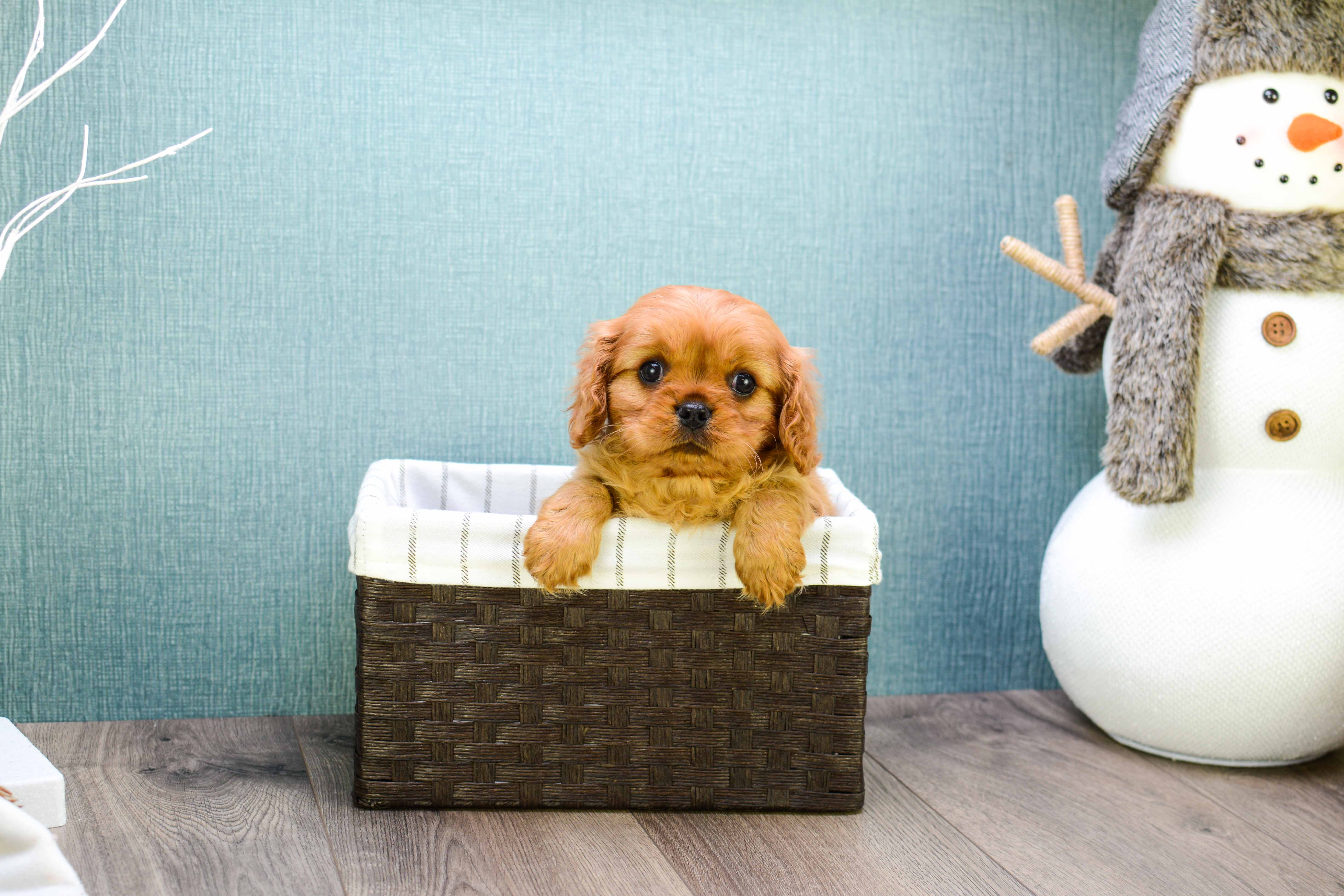 Playful Cavalier King Charles Spaniel Purebred Pup