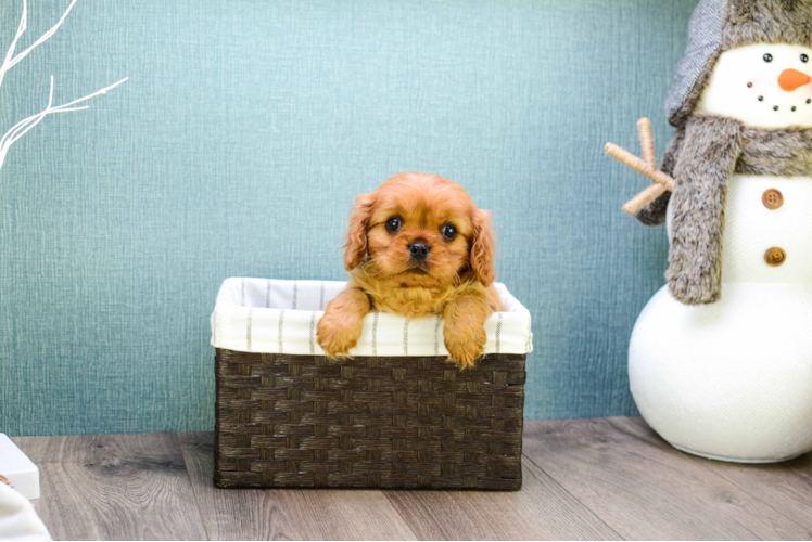 Playful Cavalier King Charles Spaniel Purebred Pup