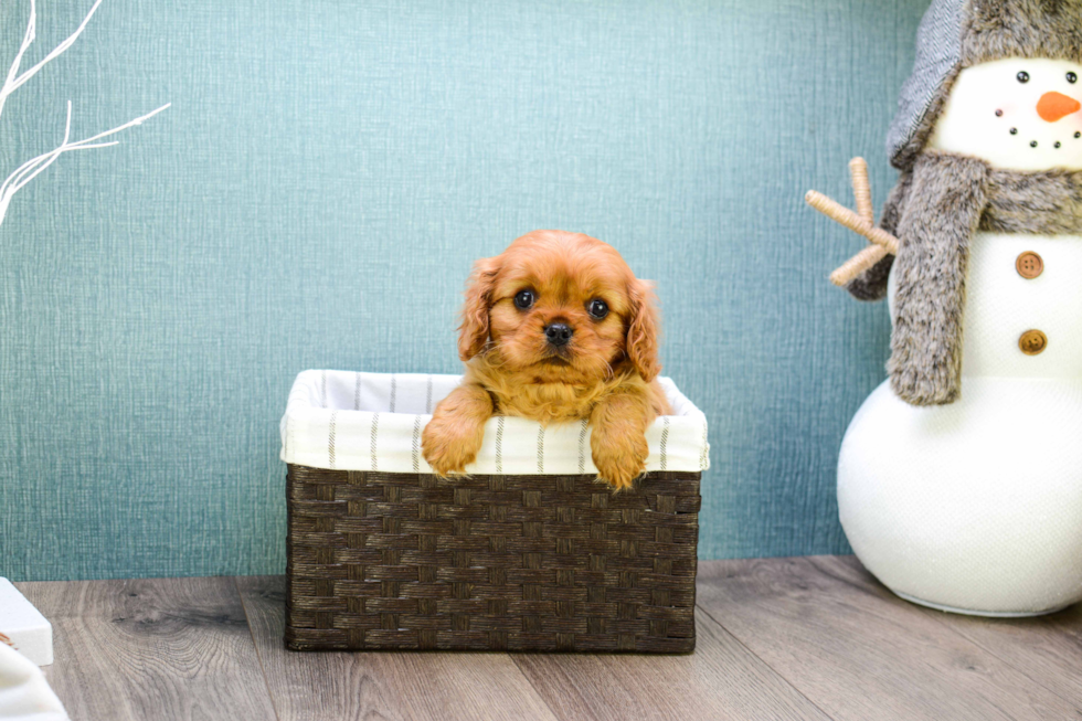 Playful Cavalier King Charles Spaniel Purebred Pup