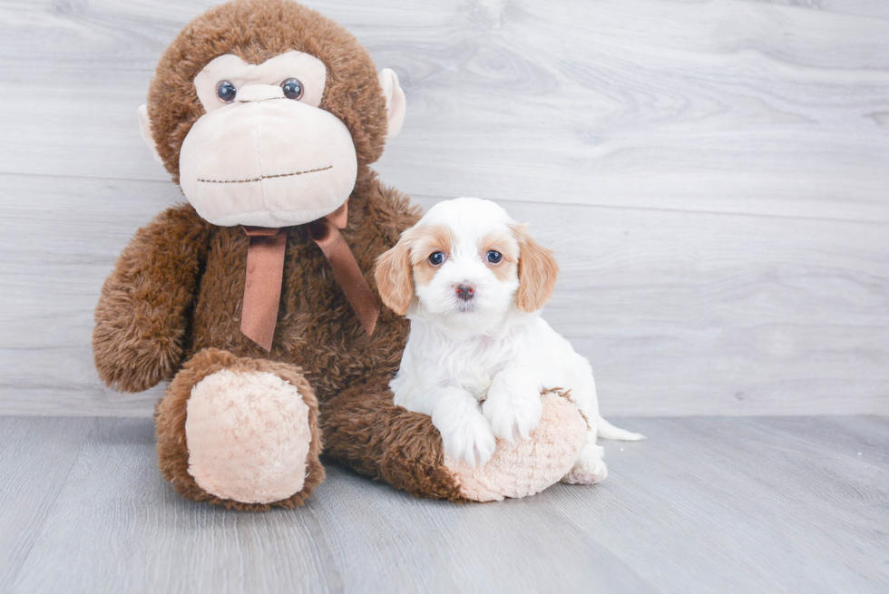 Playful Cavoodle Poodle Mix Puppy