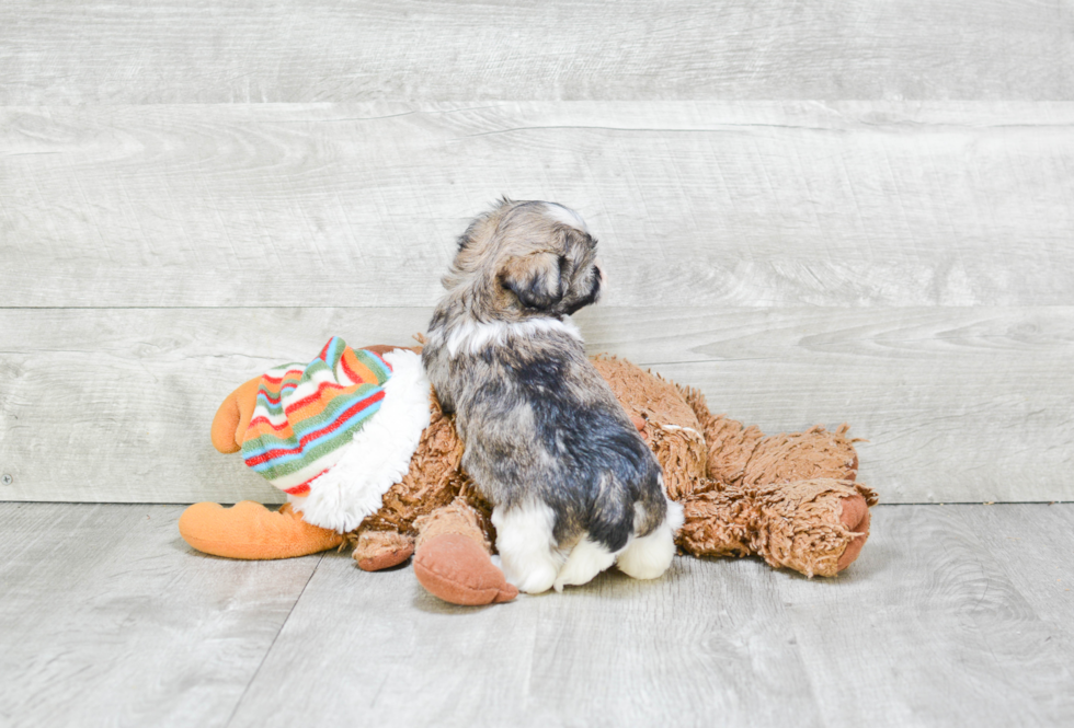 Small Havanese Baby