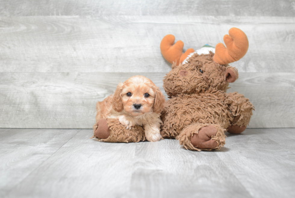 Best Cavapoo Baby