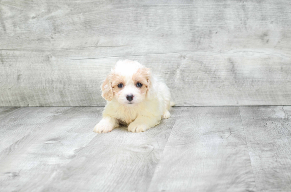 Cavachon Puppy for Adoption