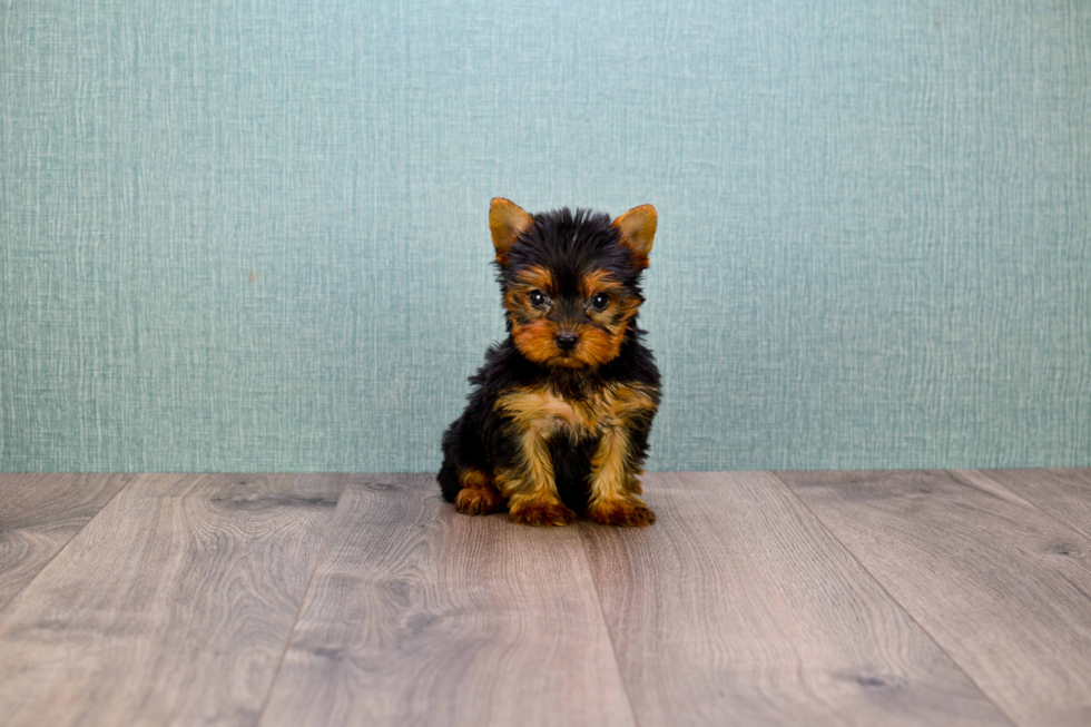 Meet Sandra - our Yorkshire Terrier Puppy Photo 