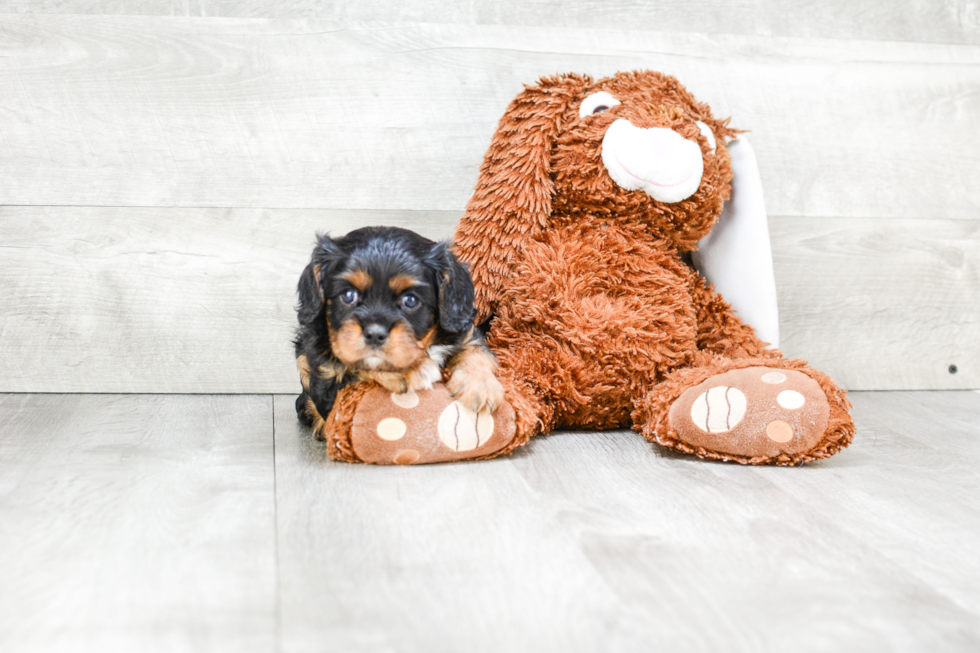 Cavalier King Charles Spaniel Pup Being Cute