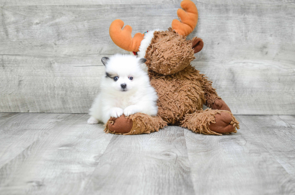 Friendly Pomeranian Purebred Pup