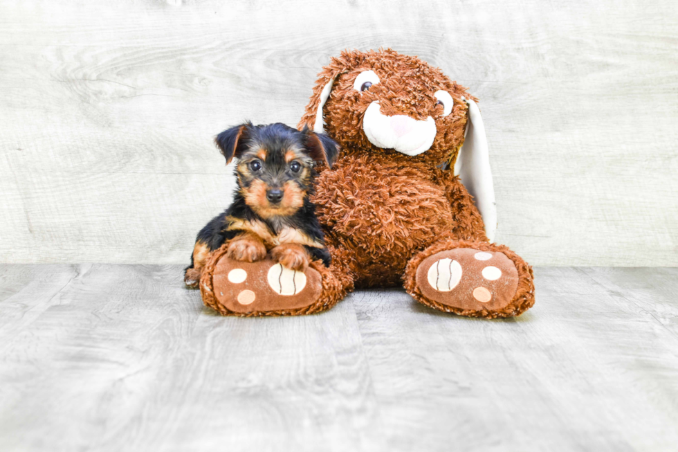 Meet Joey - our Yorkshire Terrier Puppy Photo 