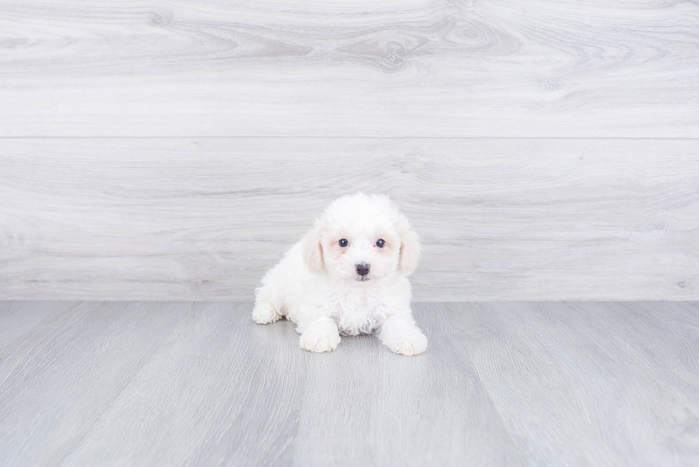 Maltipoo Pup Being Cute
