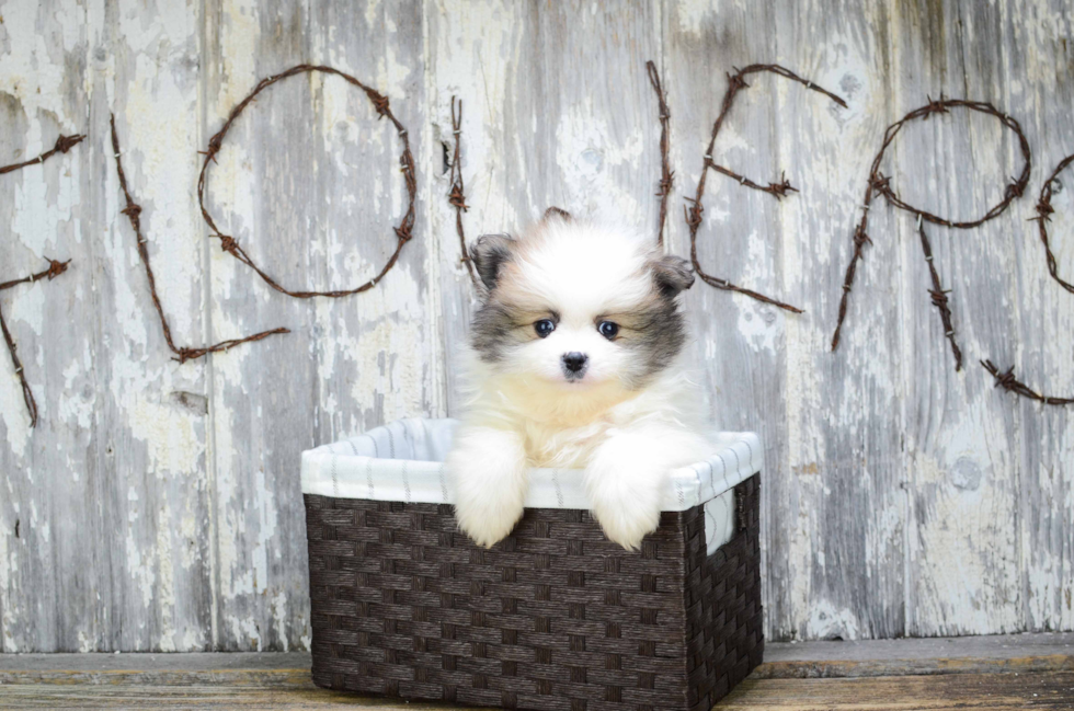 Friendly Pomeranian Purebred Pup