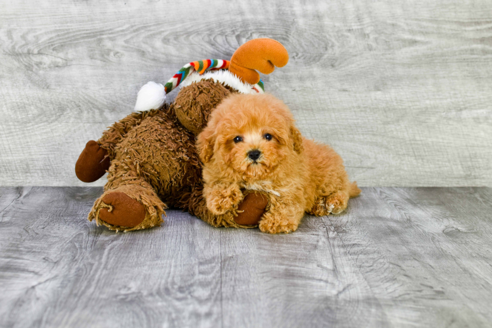 Little Maltese Poodle Poodle Mix Puppy