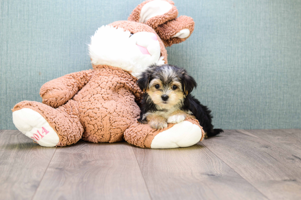 Adorable Yorkie Designer Puppy