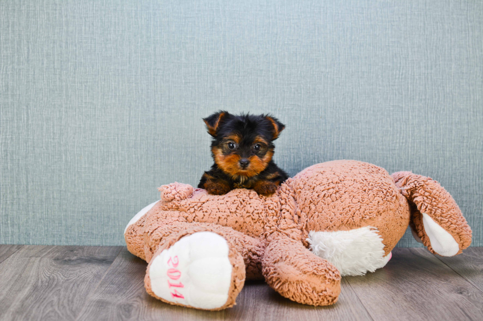 Meet Steph - our Yorkshire Terrier Puppy Photo 