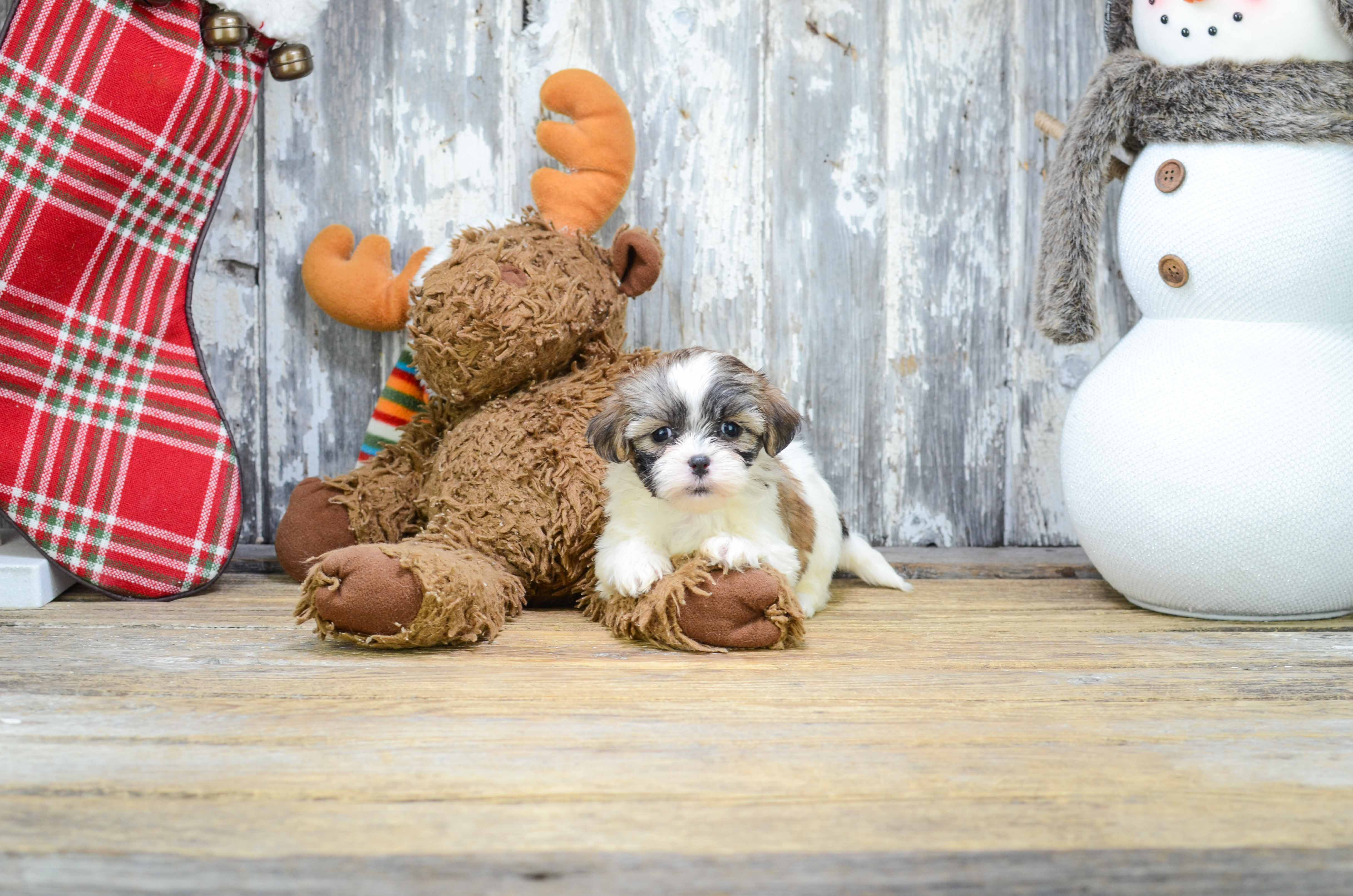 Happy Teddy Bear Baby