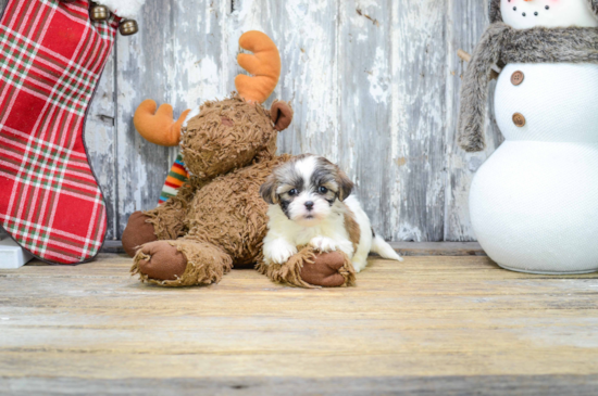 Happy Teddy Bear Baby