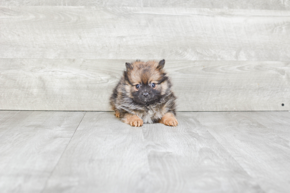 Pomeranian Pup Being Cute