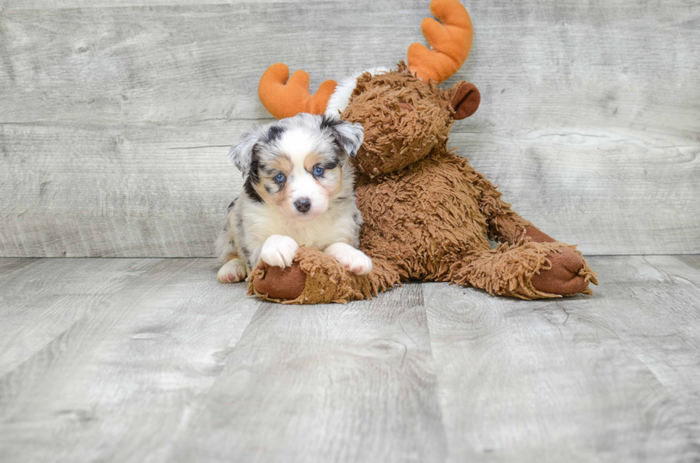 Best Mini Aussiedoodle Baby