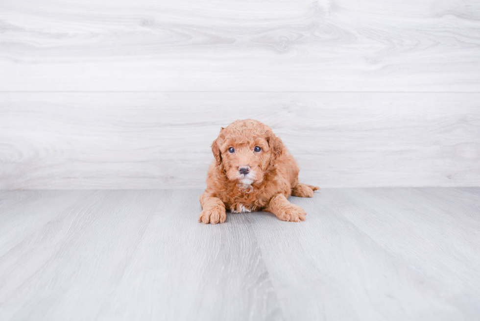 Mini Goldendoodle Puppy for Adoption