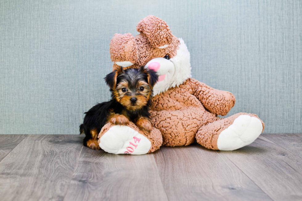 Meet Bella - our Yorkshire Terrier Puppy Photo 