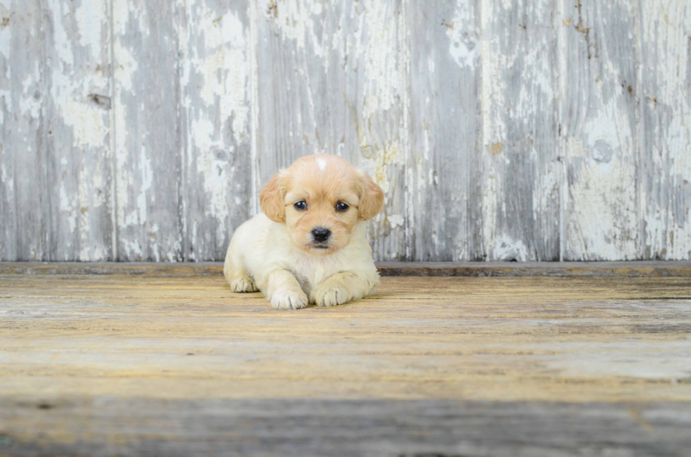 Best Cavapoo Baby