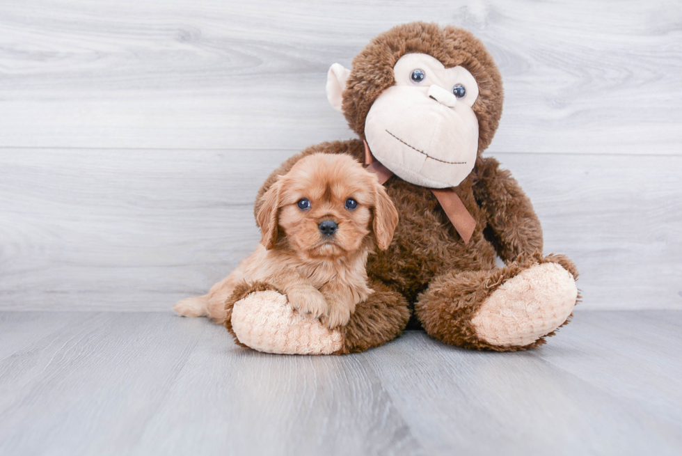 Little Cavalier King Charles Spaniel Baby