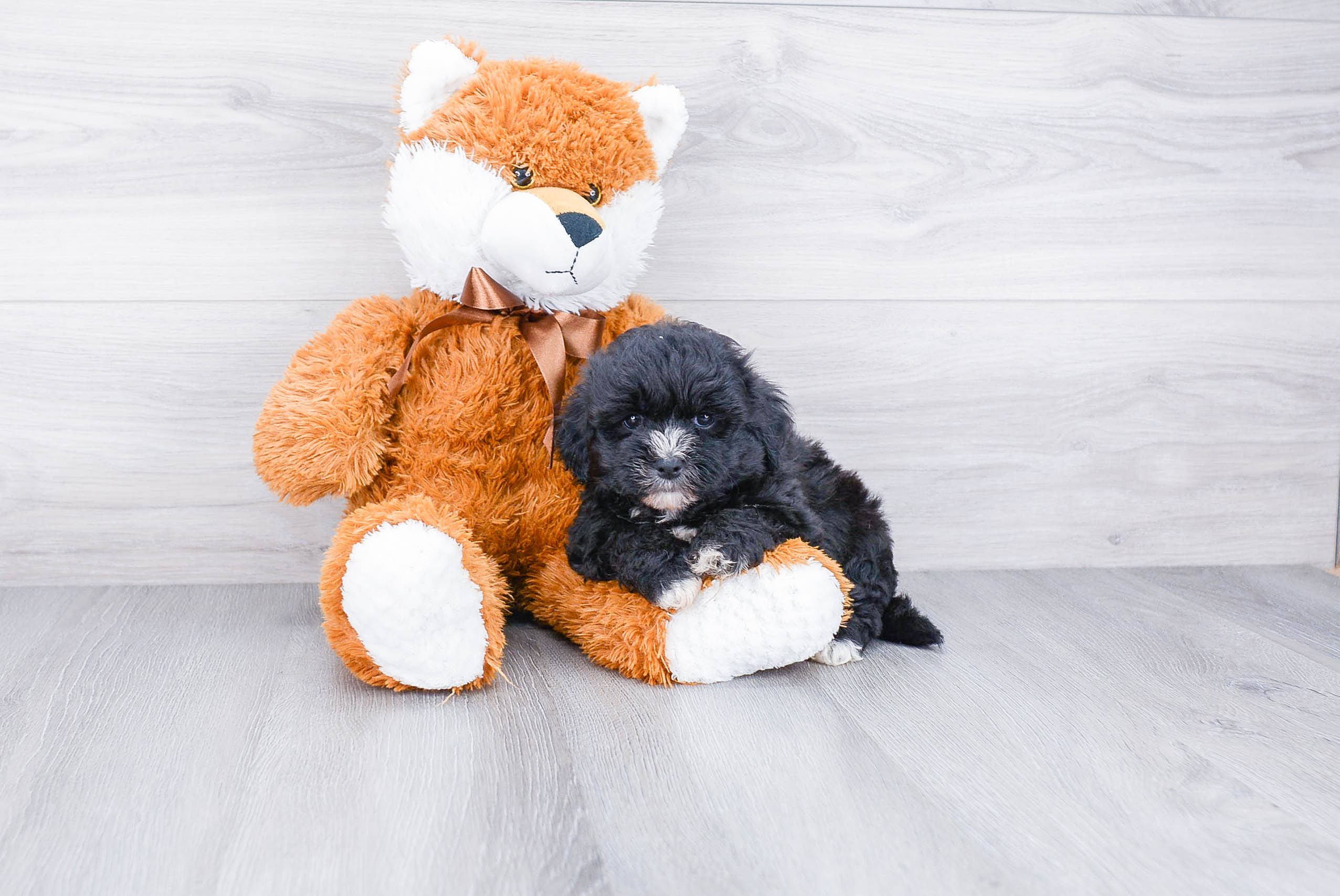 Best Teddy Bear Baby