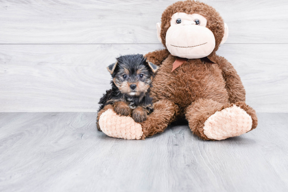 Meet Lacie - our Yorkshire Terrier Puppy Photo 