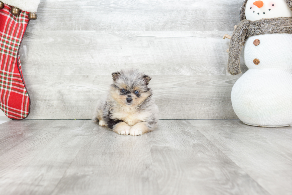 Small Pomeranian Purebred Pup