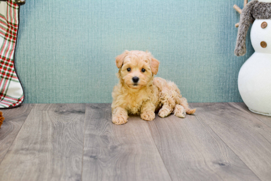 Hypoallergenic Maltese Poodle Poodle Mix Puppy