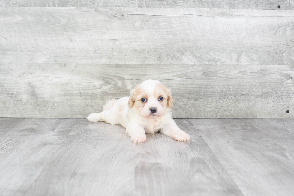 Cavachon Pup Being Cute