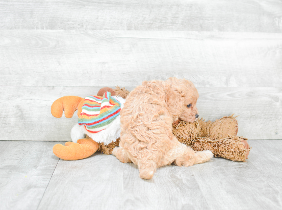 Energetic Cavoodle Poodle Mix Puppy