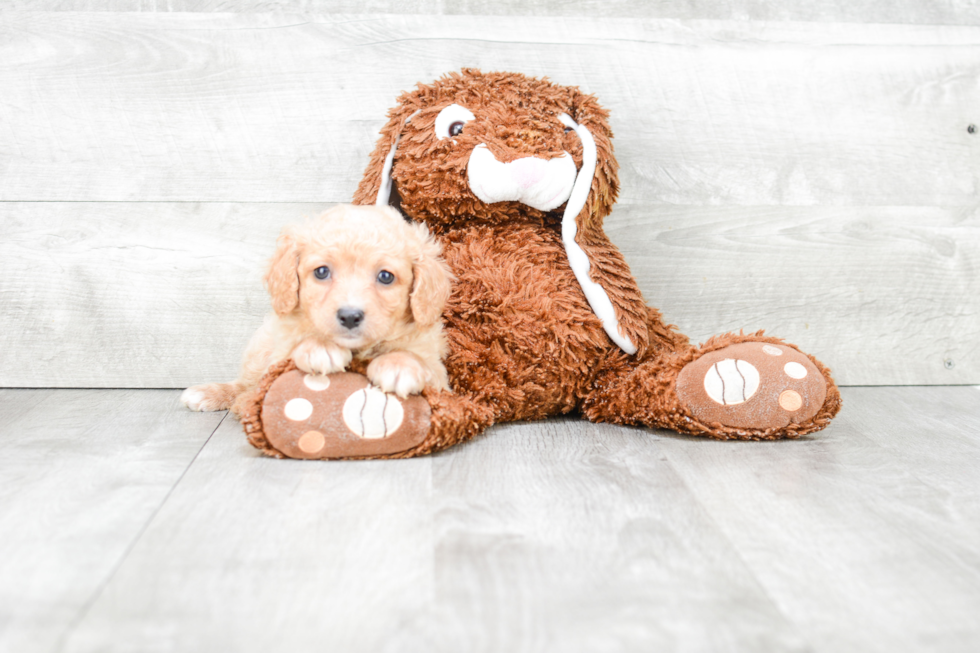 Petite Cavapoo Poodle Mix Pup