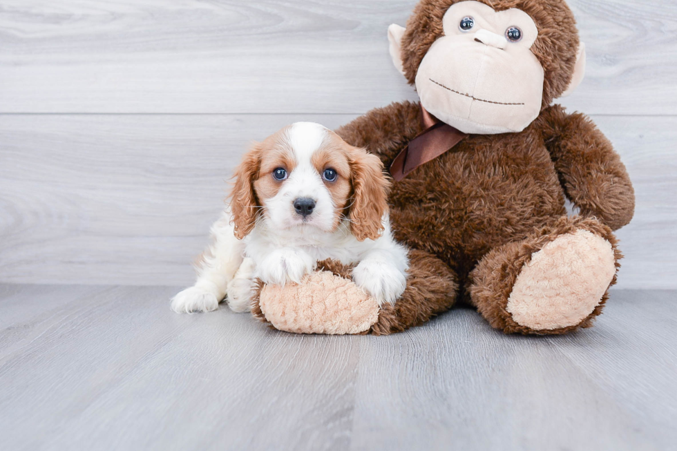 Akc Registered Cavalier King Charles Spaniel Purebred Pup