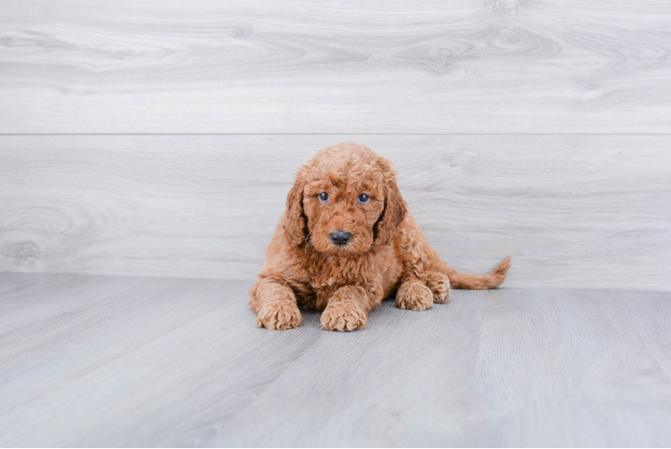 Happy Mini Goldendoodle Baby