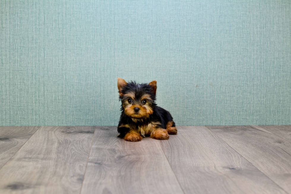 Meet Giselle - our Yorkshire Terrier Puppy Photo 