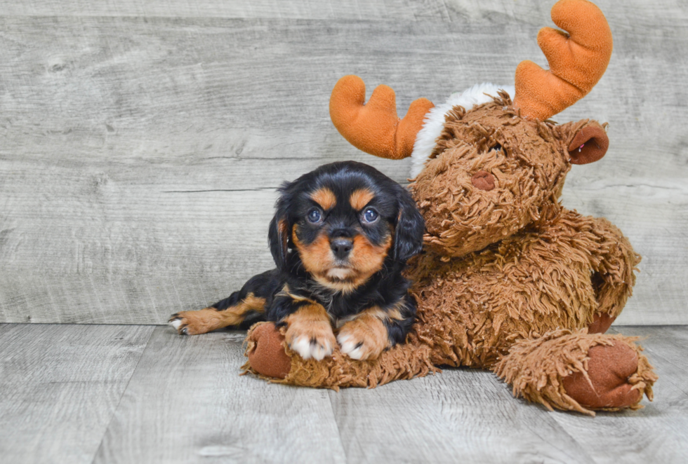 Little Cavalier King Charles Spaniel Purebred Pup