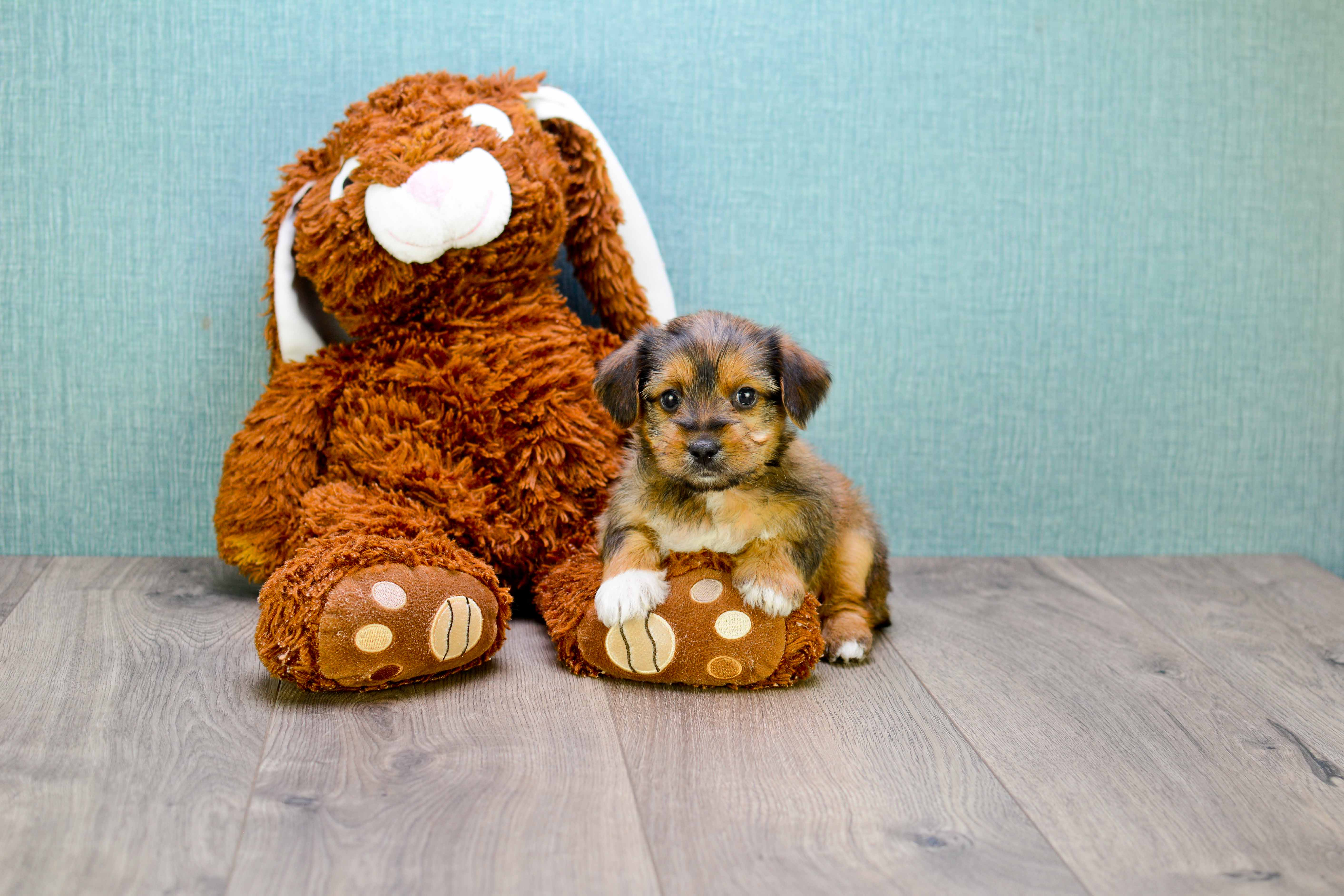 Smart Morkie Designer Pup