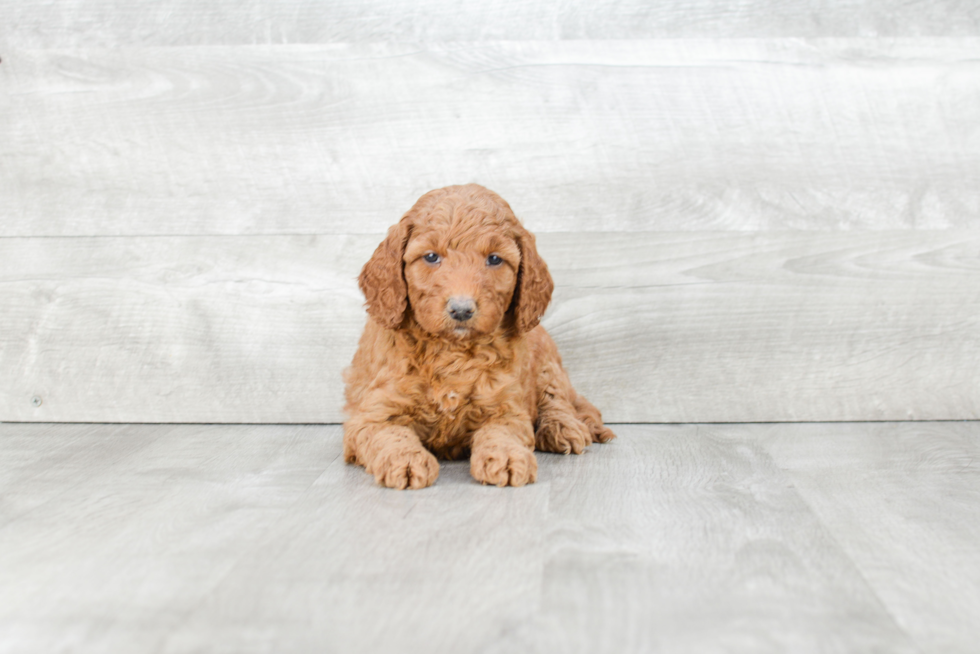 Mini Goldendoodle Pup Being Cute