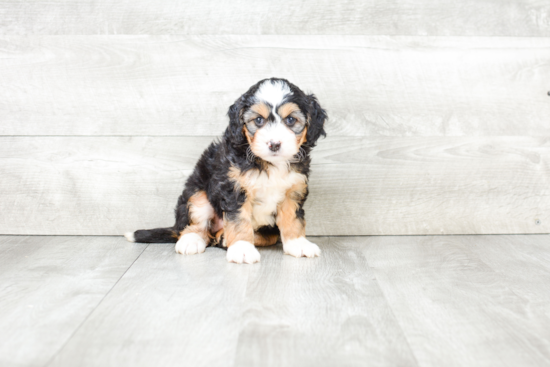 Mini Bernedoodle Pup Being Cute