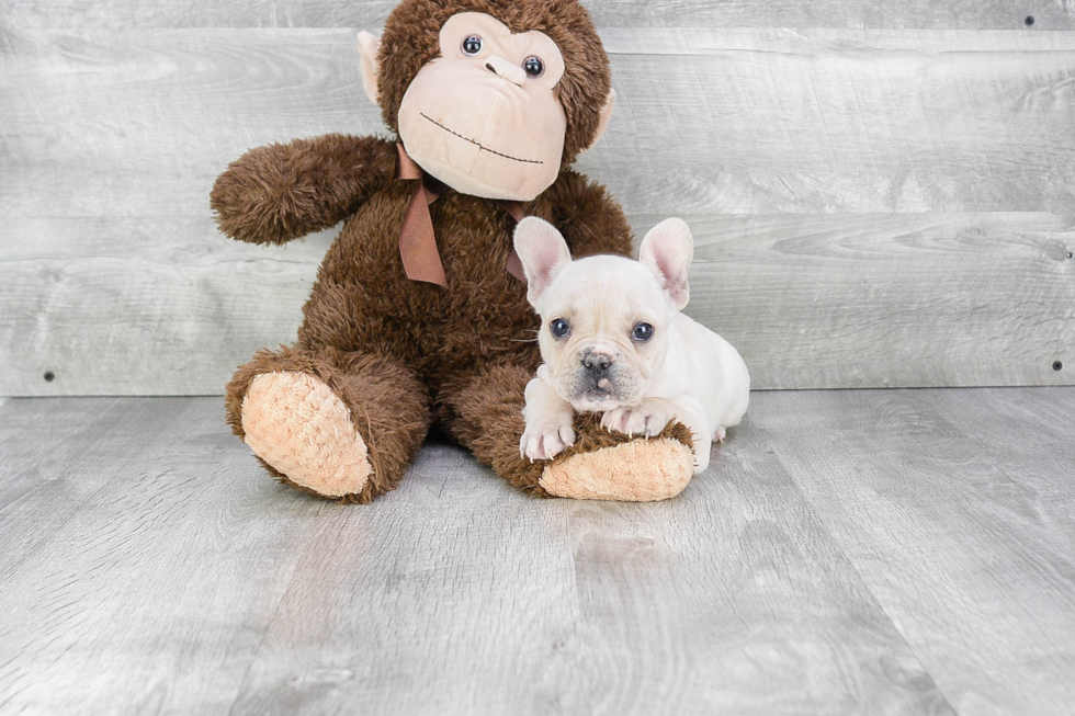 Best French Bulldog Baby