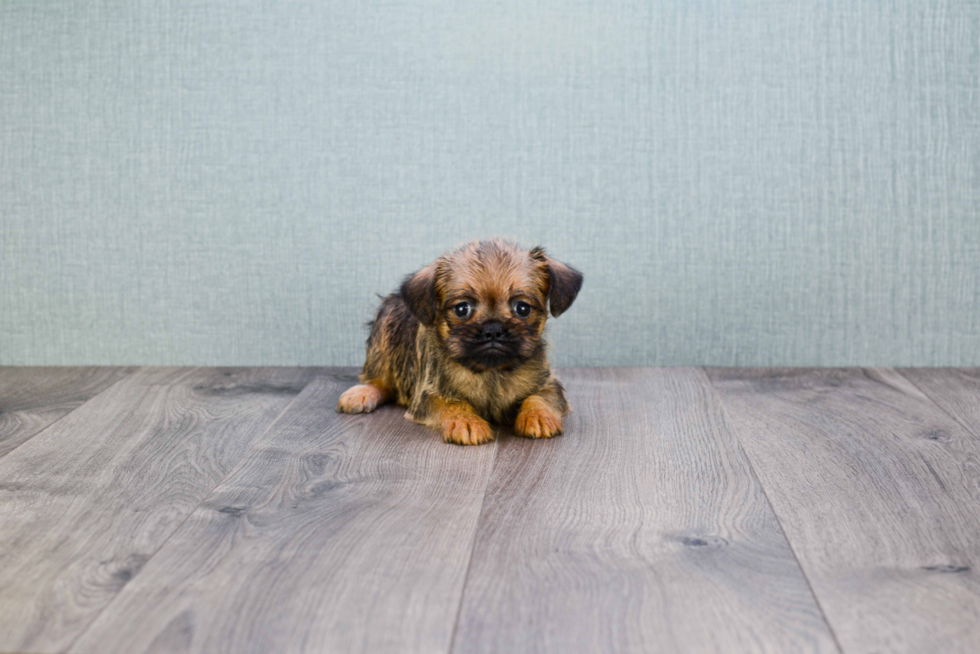 Best Brussels Griffon Baby