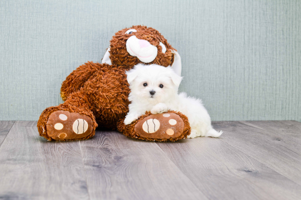 Funny Maltese Purebred Pup